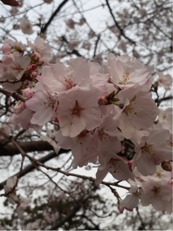 Hanami